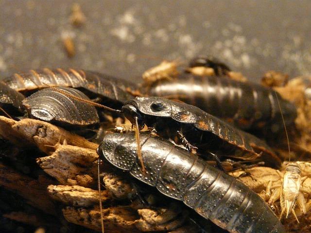 From Joke to Movement: How India’s ‘Cockroach Janta Party’ Sparked a Nationwide Wave