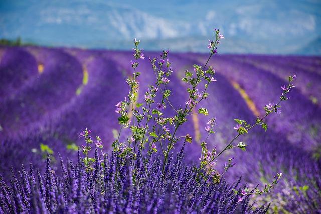 Heading to the South of France This Summer? Don’t Miss These Must-See Chic Design Events!