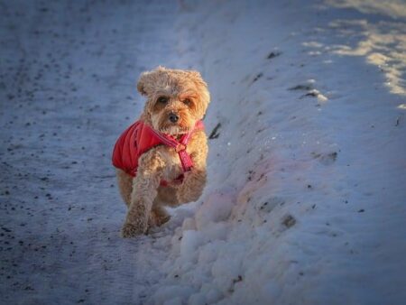 Stanley Pup’s Thrilling Debut Lights Up the U.S. and Canada on June 8