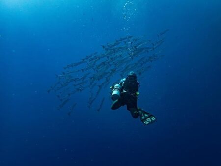 Fatal Encounter: Diver Fatally Attacked by 4.5m Shark Off Albany Coast