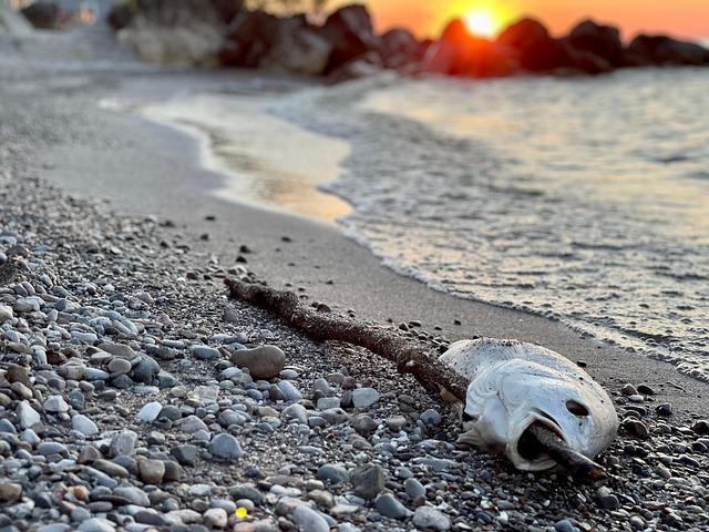 Tragic Shark Attack Claims Spearfisher’s Life in Australia’s Third Fatal Incident This Month Tragic Shark Attack Claims Spearfisher’s Life in Australia’s Third Fatal Incident This Month