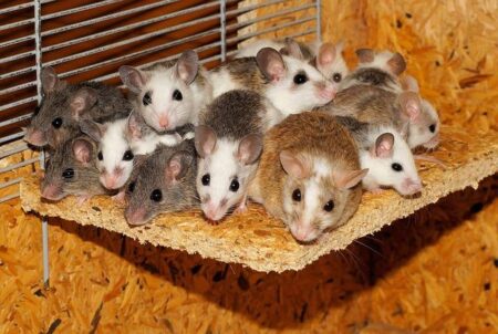 Unraveling the Mystery Behind Australia’s Devastating Mice Plagues