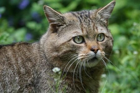 France Boosts Conservation Efforts with 157,000 Hectares of New Protected Forests France Boosts Conservation Efforts with 157,000 Hectares of New Protected Forests