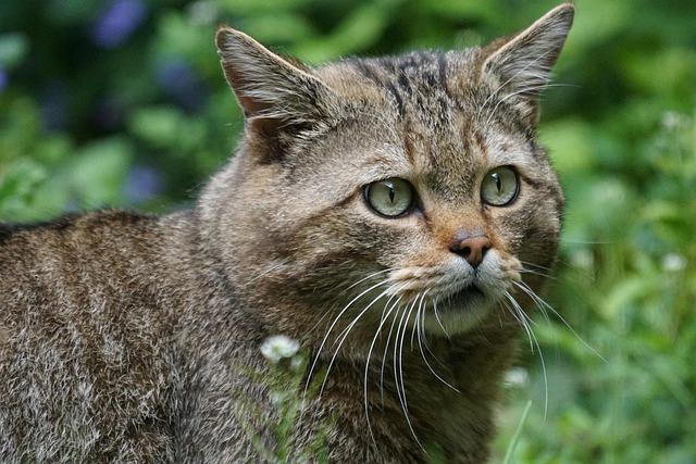 France Boosts Conservation Efforts with 157,000 Hectares of New Protected Forests France Boosts Conservation Efforts with 157,000 Hectares of New Protected Forests