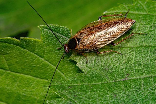 Could India’s “Cockroach Party” Ignite a Groundbreaking Political Revolution? Could India’s “Cockroach Party” Ignite a Groundbreaking Political Revolution?