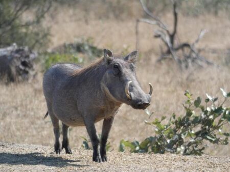 Meet the Adorable Trio of Warthog Piglets Stealing Hearts at a Spanish Zoo Meet the Adorable Trio of Warthog Piglets Stealing Hearts at a Spanish Zoo