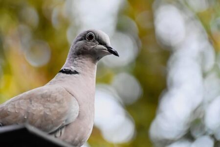 H5 Bird Flu Surges into a Second Australian State H5 Bird Flu Surges into a Second Australian State