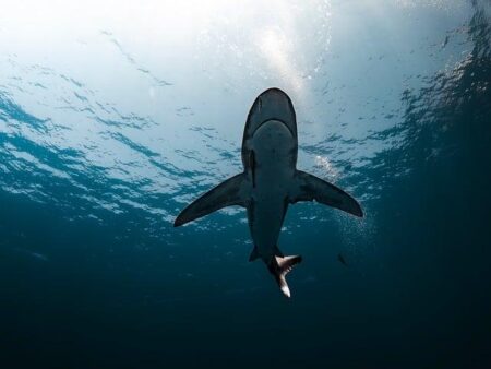 Sydney Shark Attack Survivor Awake, Alert, and Recalls Every Detail of the Terrifying Encounter