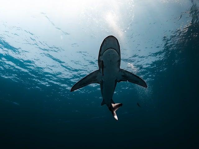 Sydney Shark Attack Survivor Awake, Alert, and Recalls Every Detail of the Terrifying Encounter