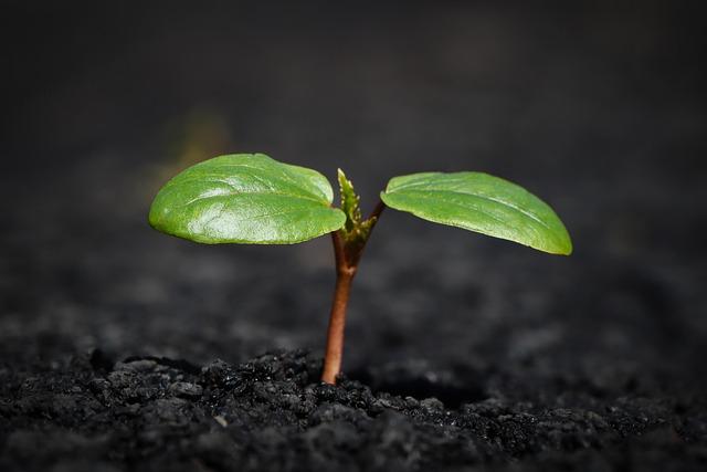 Unauthorized Sale of Japan-Developed Seedlings Raises Alarm in China and South Korea