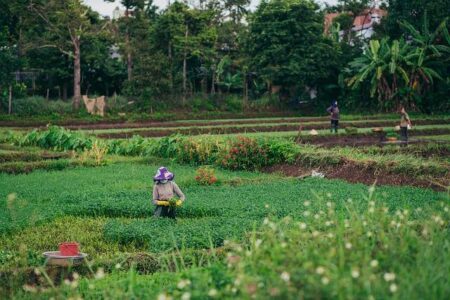 Relentless Heatwave Brings No Relief to Italy’s Farm Workers