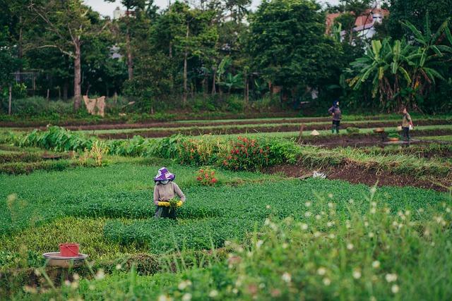 Relentless Heatwave Brings No Relief to Italy’s Farm Workers