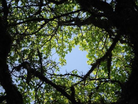 Explore Mangan Woods: A Stunning Forest Retreat with Rolling Hills Just Outside Milwaukee for Nature Enthusiasts Explore Mangan Woods: A Stunning Forest Retreat with Rolling Hills Just Outside Milwaukee for Nature Enthusiasts
