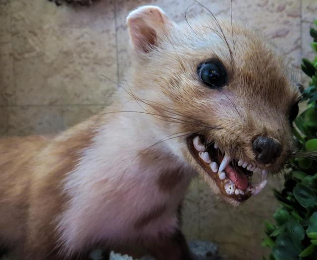 Heartbreaking Tragedy: 11-Year-Old Boy’s Life Lost to Rabies After Encounter with Bat
