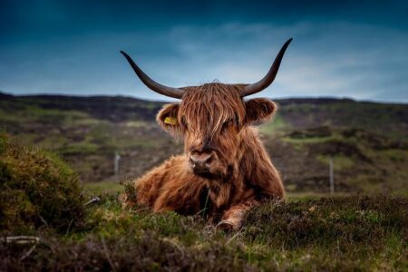Russia Accused of Dumping Anthrax-Infected Cattle Carcasses in Ukraine: A Shocking Act of Biological Terrorism Russia Accused of Dumping Anthrax-Infected Cattle Carcasses in Ukraine: A Shocking Act of Biological Terrorism