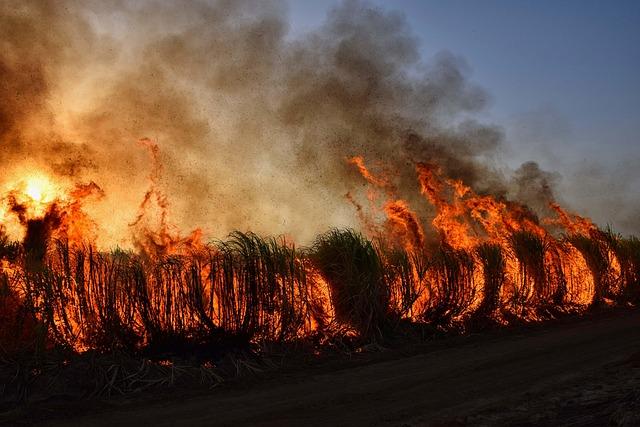 Raging Wildfires Sweep Through Portugal, Greece, and Spain, Sending Toxic Smoke Into Communities Raging Wildfires Sweep Through Portugal, Greece, and Spain, Sending Toxic Smoke Into Communities