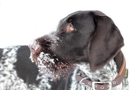 Why Germans Just Can’t Resist Budweiser Why Germans Just Can’t Resist Budweiser