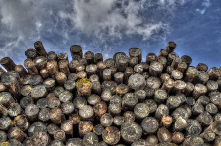 Britain Risks Strained Ties with Washington Over New Deforestation Rules Britain Risks Strained Ties with Washington Over New Deforestation Rules