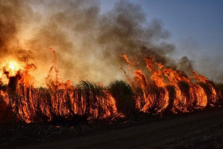 Tracking Canadian Wildfires: Affected Cities, Smoke Predictions, and Breaking Updates