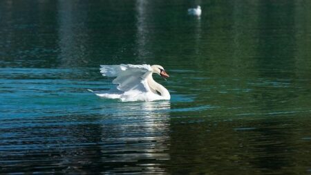 Second Deadly Bird Flu Case Confirmed in NSW: Essential Facts You Shouldn’t Miss Second Deadly Bird Flu Case Confirmed in NSW: Essential Facts You Shouldn’t Miss