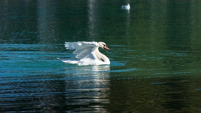 Second Deadly Bird Flu Case Confirmed in NSW: Essential Facts You Shouldn’t Miss Second Deadly Bird Flu Case Confirmed in NSW: Essential Facts You Shouldn’t Miss