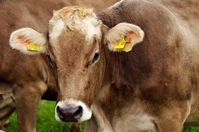How Tokenized Cows in Brazil, El Salvador’s Remittance Revolution, and Argentina’s Crypto Bill Are Shaping the Future How Tokenized Cows in Brazil, El Salvador’s Remittance Revolution, and Argentina’s Crypto Bill Are Shaping the Future