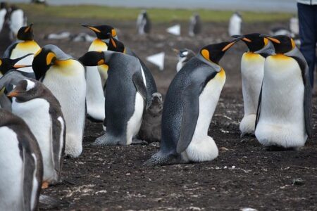 UK Strongly Reaffirms Sovereignty Over Falkland Islands After Argentina Banner Controversy